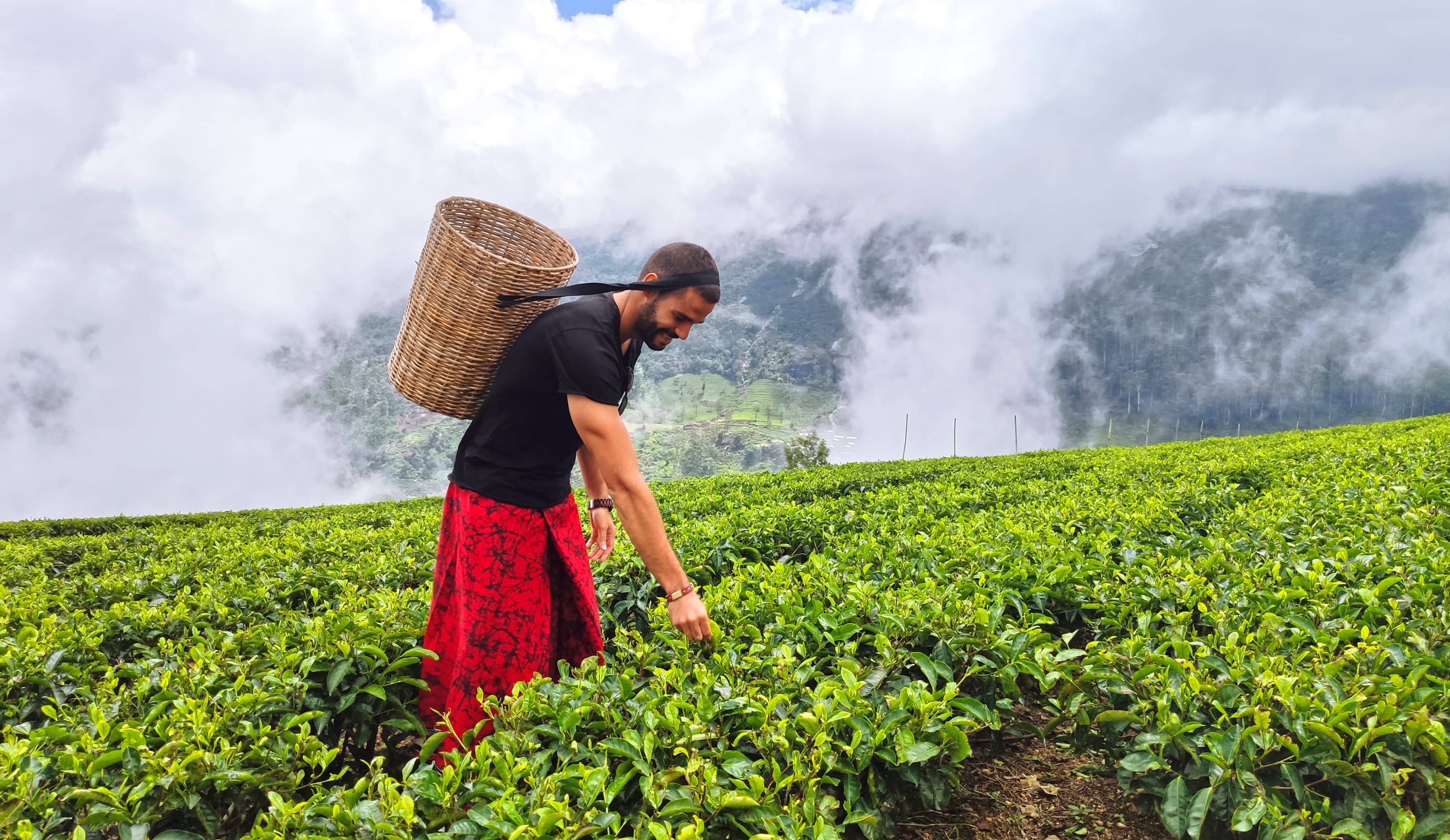 Green tea plantations and mountain hiking landscape in Sri Lanka
