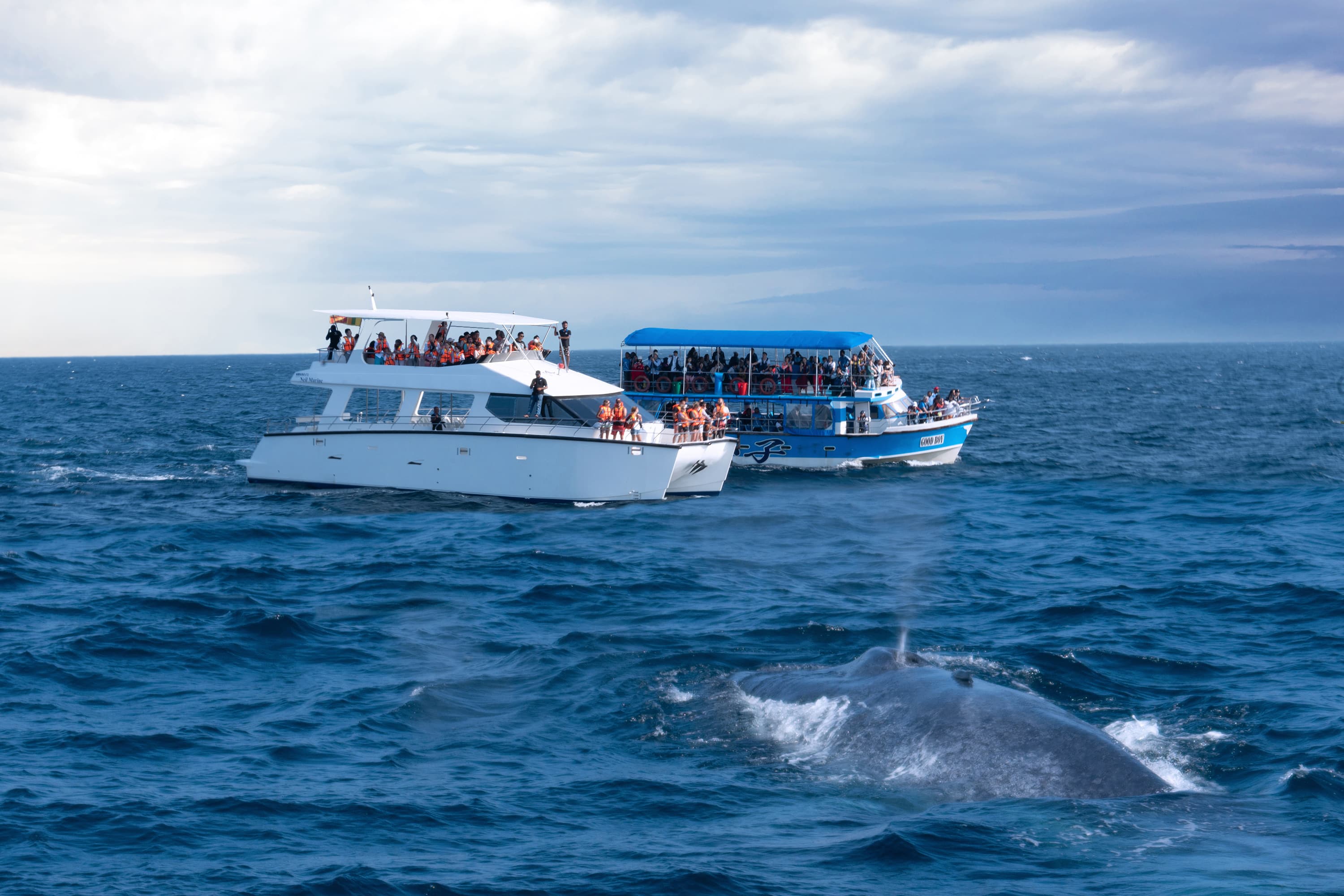 Whale watching excursion off the coast of Mirissa Sri Lanka