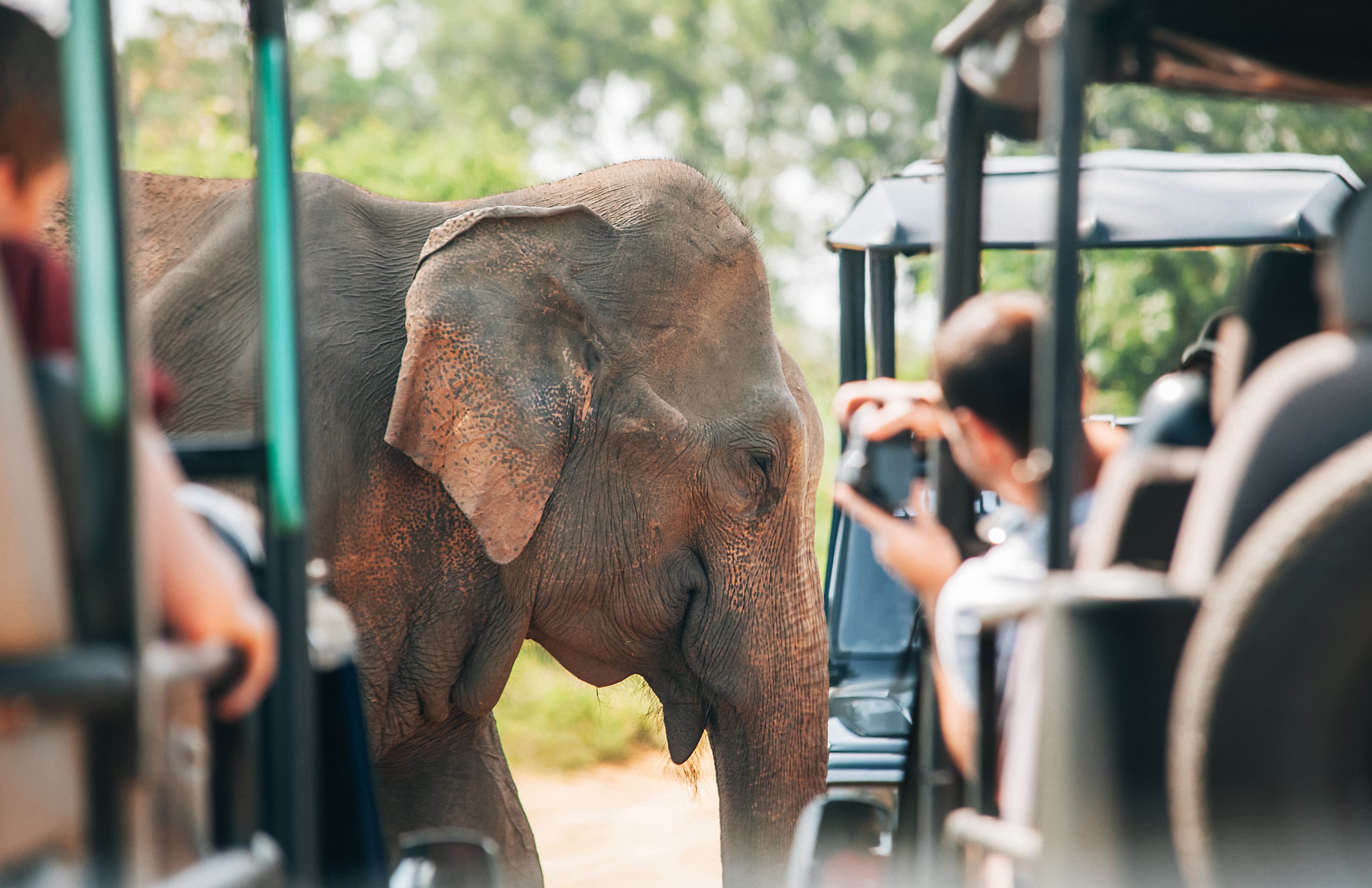Sri Lankan leopard on a wildlife safari in Yala National Park