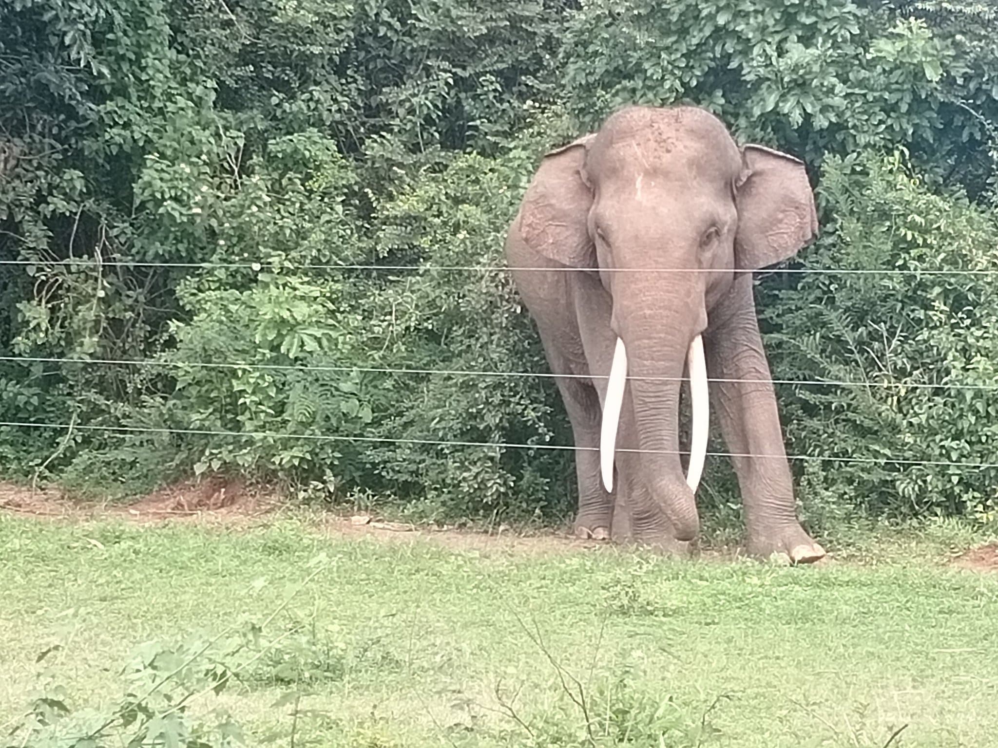 Wildlife Tour Moment in Sri Lanka