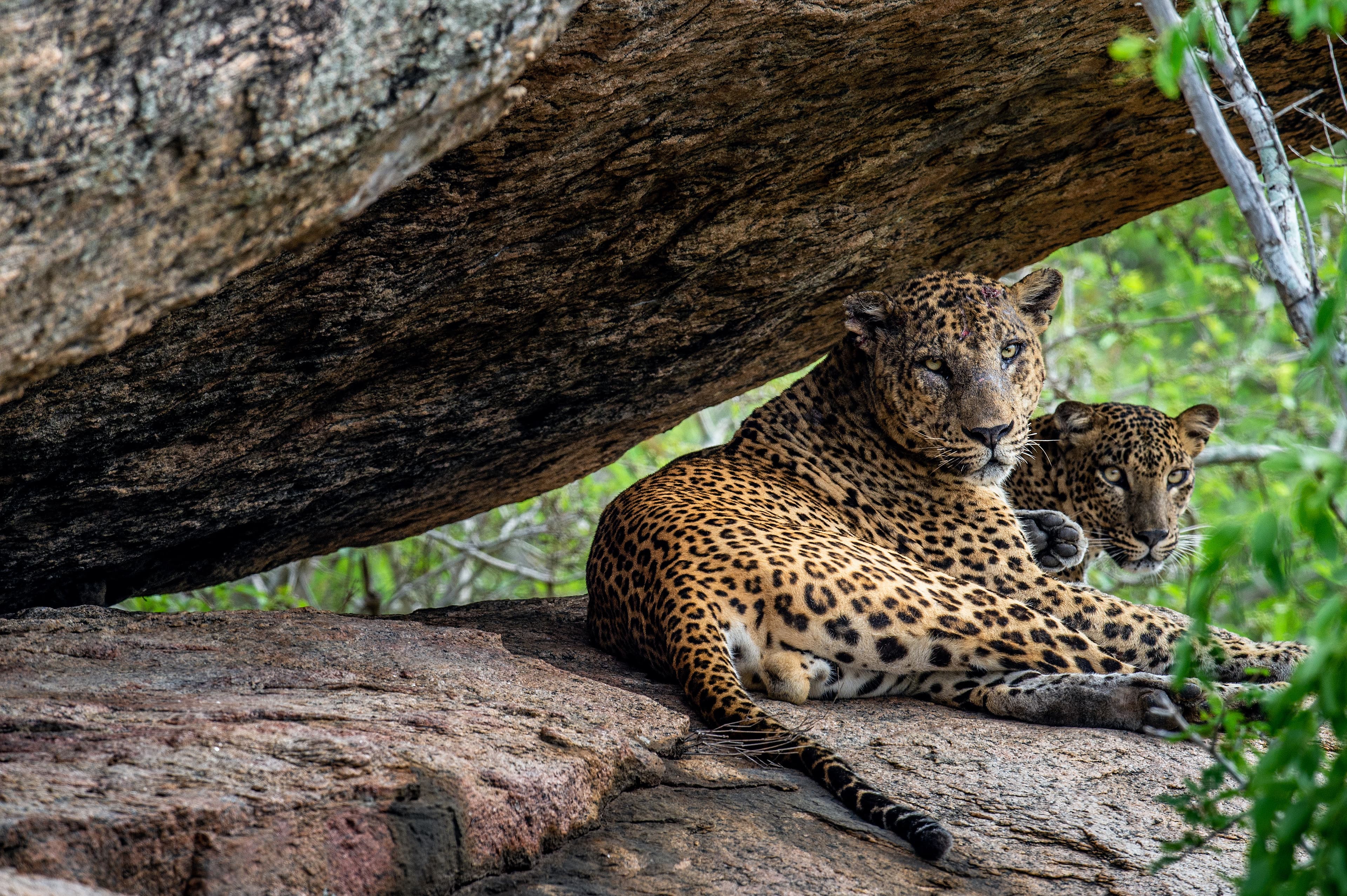 Sri Lankan leopard resting in the wilderness of Yala National Park