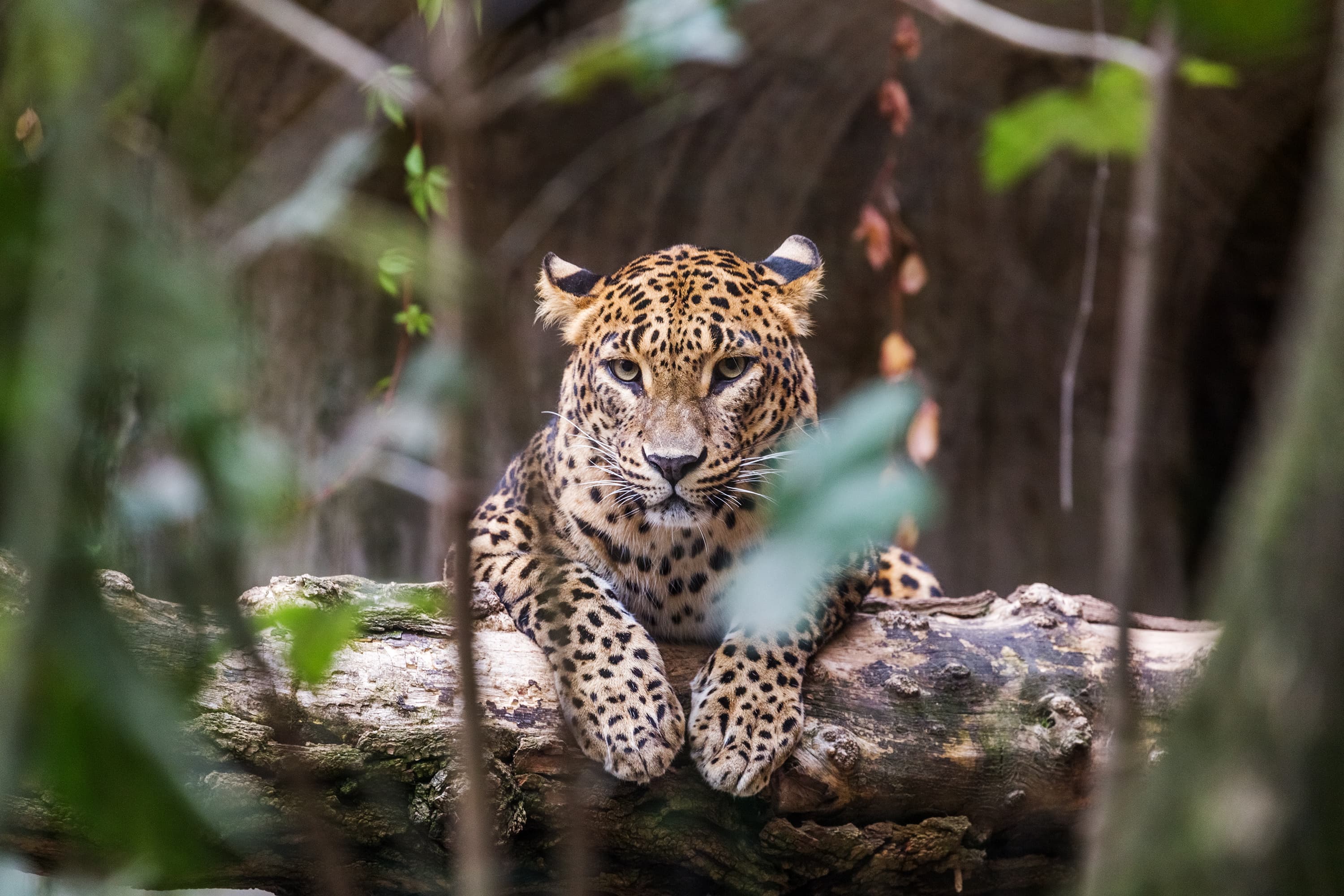 Sri Lankan leopard during a wildlife safari in Yala National Park